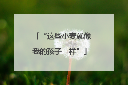 “这些小麦就像我的孩子一样”