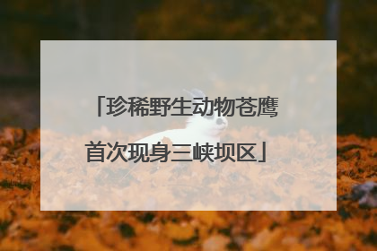 珍稀野生动物苍鹰首次现身三峡坝区