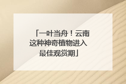 一叶当舟！云南这种神奇植物进入最佳观赏期