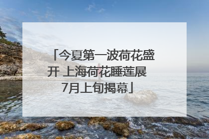 今夏第一波荷花盛开 上海荷花睡莲展7月上旬揭幕