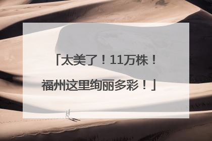 太美了！11万株！福州这里绚丽多彩！