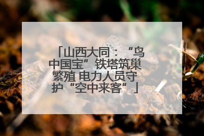 山西大同：“鸟中国宝”铁塔筑巢繁殖 电力人员守护“空中来客”