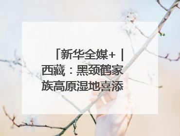 新华全媒+｜西藏：黑颈鹤家族高原湿地喜添“萌宝”
