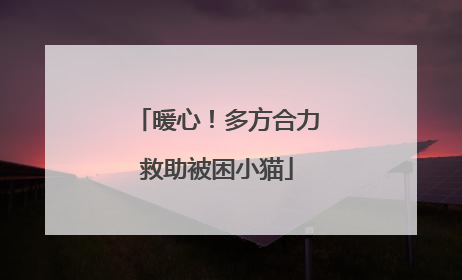 暖心！多方合力救助被困小猫