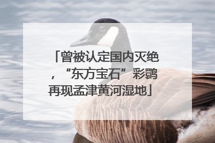 曾被认定国内灭绝，“东方宝石”彩鹮再现孟津黄河湿地