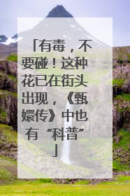 有毒，不要碰！这种花已在街头出现，《甄嬛传》中也有“科普”