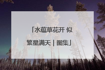 水蕴草花开 似繁星满天｜图集