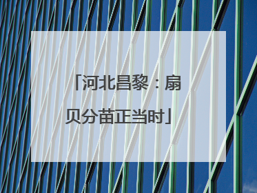 河北昌黎：扇贝分苗正当时