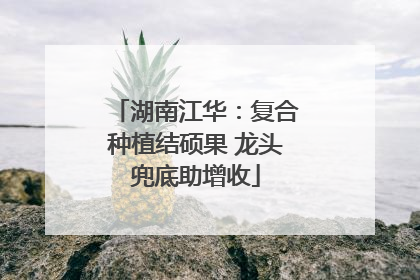 湖南江华：复合种植结硕果 龙头兜底助增收