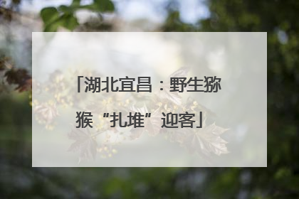 湖北宜昌：野生猕猴“扎堆”迎客