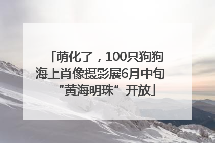 萌化了，100只狗狗海上肖像摄影展6月中旬“黄海明珠”开放