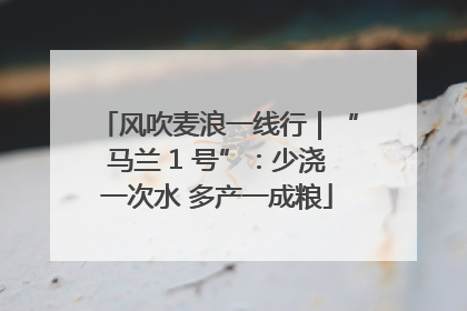 风吹麦浪一线行｜“马兰 1 号”：少浇一次水 多产一成粮