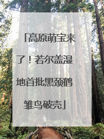 高原萌宝来了！若尔盖湿地首批黑颈鹤雏鸟破壳
