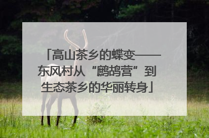 高山茶乡的蝶变——东风村从“鹧鸪营”到生态茶乡的华丽转身