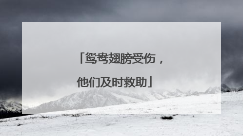 鸳鸯翅膀受伤，他们及时救助