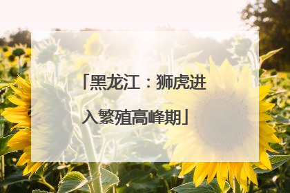 黑龙江：狮虎进入繁殖高峰期